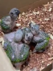 PCCE prende suspeito de manter aves silvestres em cativeiro e resgata 13 animais em Fortaleza