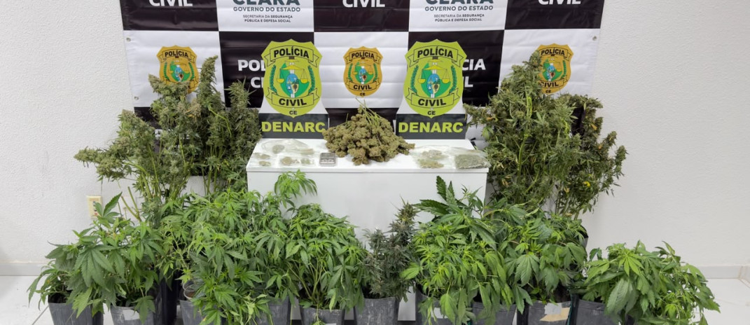 Polícia Civil desarticula laboratório de cultivo de maconha e prende suspeito em flagrante na Capital